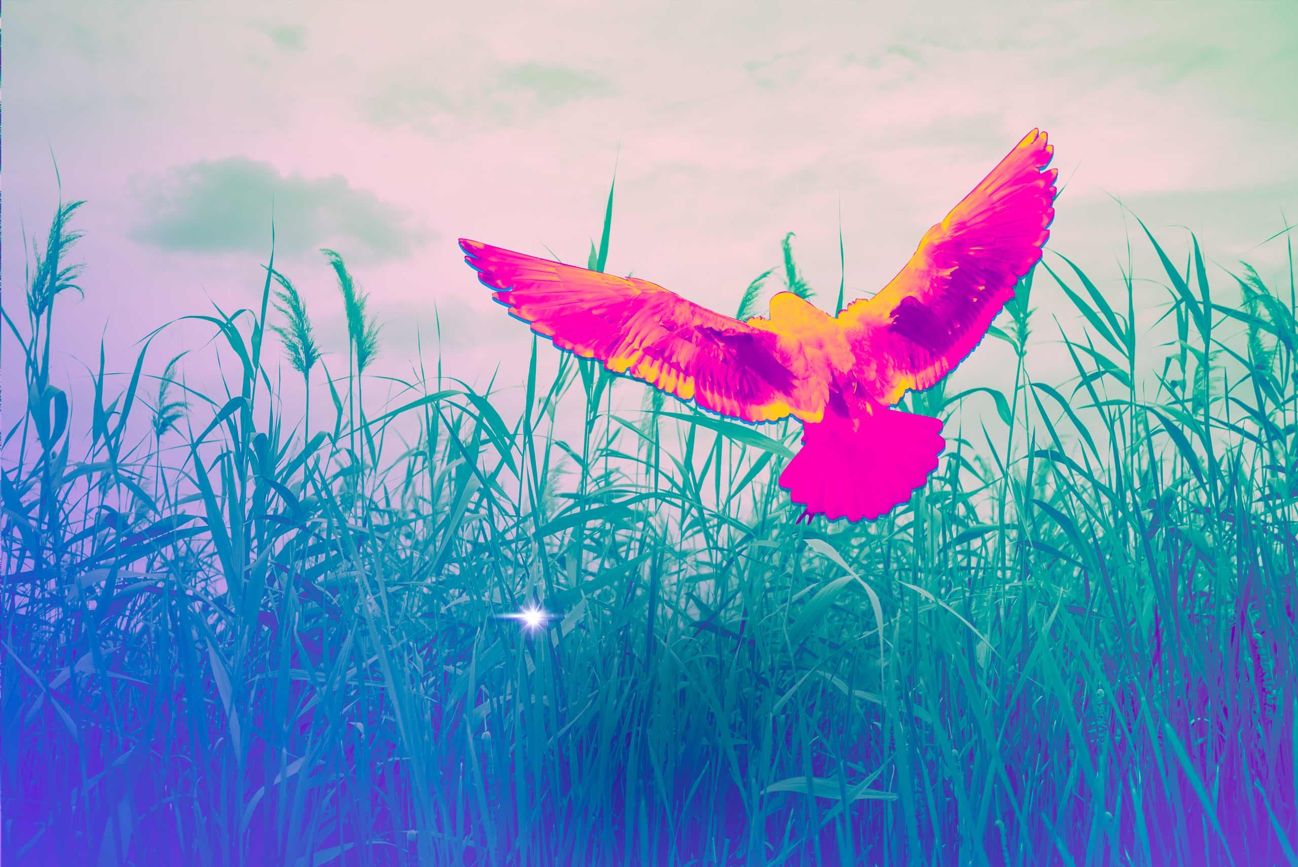 ¿Cuál es la paleta de colores de una imagen? Averígualo en pocos click